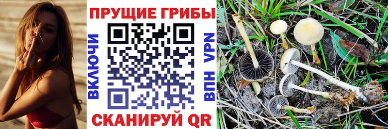купить цена Красноперекопск Псилоцибиновые грибы GOLDEN TEACHER